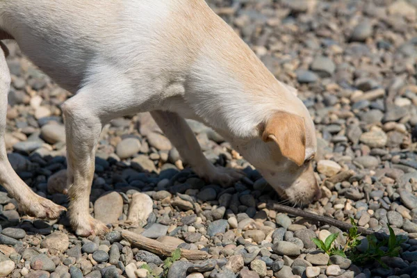 Kleine Gele Witte Hond Die Grond Van Rivierrots Ruikt — Stockfoto