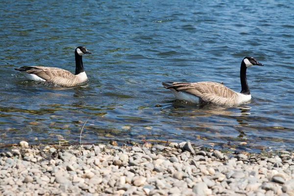Few Canada Geese Floating Shallow Clear Water Pebbled Shoreline Bright — Stock Photo, Image