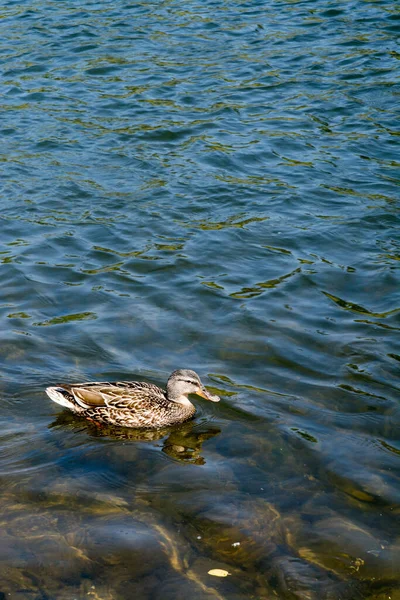 Kis Szürke Barna Kacsa Egyedül Úszik Tiszta Folyó Felszínén Napfényben — Stock Fotó