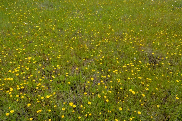 Łąka Dzikich Kwiatów Podnóża Kalifornii Wiosna — Zdjęcie stockowe