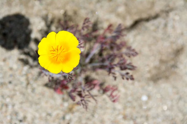 Shot Vivid Yellow Colored Flower Gentle Stamen Growing Crack Asphalt — Stock Photo, Image