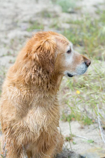 Stary Starszy Golden Retriever Pies Siedzi Patrząc — Zdjęcie stockowe