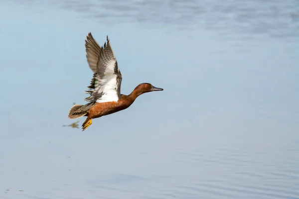 Masculino Drake Canela Teal Pato Voando Sobre Água — Fotografia de Stock