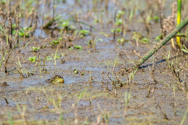 Бычья Лягушка Вытаскивает Голову Воды — стоковое фото