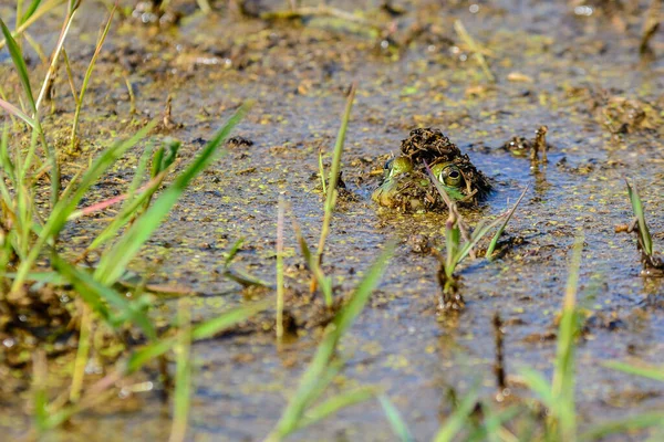 Ein Ochsenfrosch Der Seinen Kopf Aus Dem Wasser Schlägt Sehen — Stockfoto