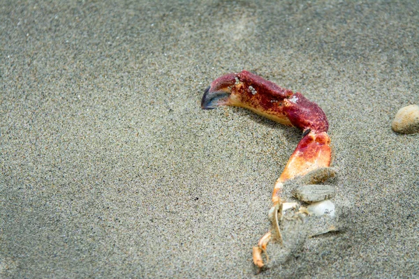 Penjepit Kepiting Yang Terlepas Terkubur Pasir — Stok Foto