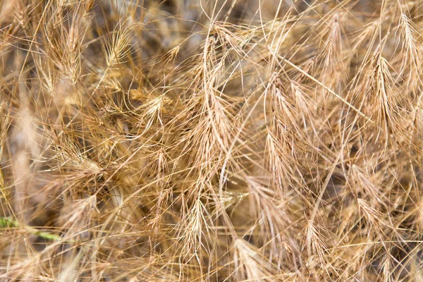 Tarlada Yetişen Kuru Saman Çimlerinin Küçük Dikenlerini Yakından Çek — Stok fotoğraf