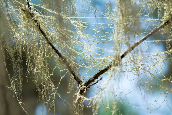 背景に繊細な繊維で覆われた小さな木の小枝のクローズアップショット — ストック写真