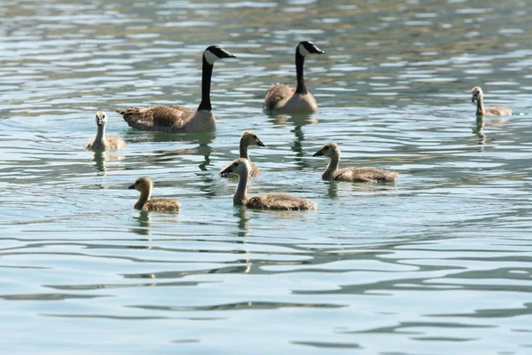 Słodkie Goslings Pływanie Wokół Kanady Gęsi Powierzchni Wody Słoneczny Dzień — Zdjęcie stockowe