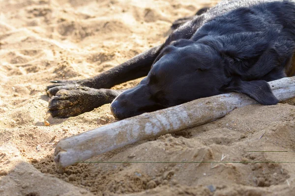 Perro Labrador Recuperador Negro Durmiendo Con Palo —  Fotos de Stock