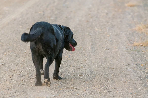 Negro Labrador Retriever Perro Caminando Lejos —  Fotos de Stock