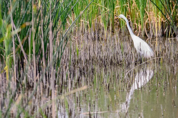 Great Egret Bird Standing Shallow Water Reeds — Stock Photo, Image