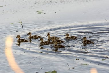 Ördek yüzme havuzu