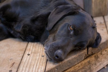 Siyah bir Labrador av köpeği uykudan gözlerini açıyor..