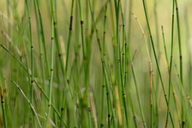 At kuyruğu koruluğu büyüyor..