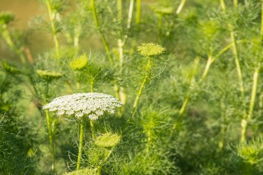 Anise bitkisinin vahşi çiçekleri..