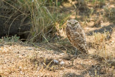 Üzerinde duran baykuşu ödünç almak.