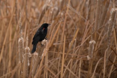 Kırmızı kanatlı karatavuk kanat sazlığına tünemişti.