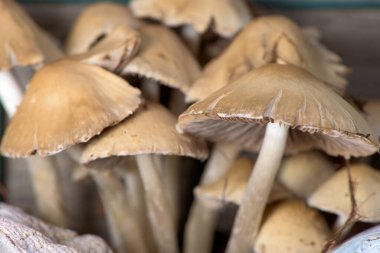 Açık kahverengi başlıklı ince dikişli mantarların yakın görüntüsü