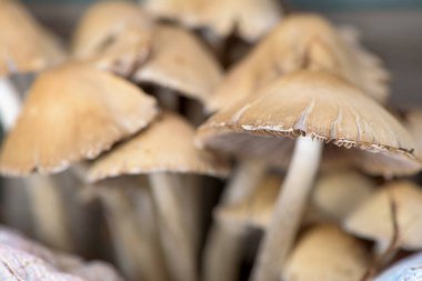 Toplanan mantarların açık kahverengi başlıklı ince beyaz dikenli görüntüsü