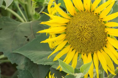 Canlı sarı yaprakları ve yemyeşil yaprakları olan mevsimsiz ayçiçeğinin yakın çekimi