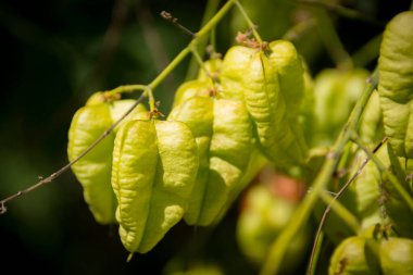Çin fener tohumu tohumları yeşile yakın.