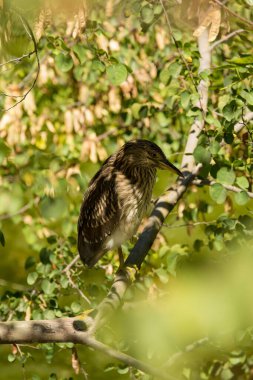 Bir uzvun üzerine tünemiş, gölgelerde saklanan Amerikan acı kuşu.