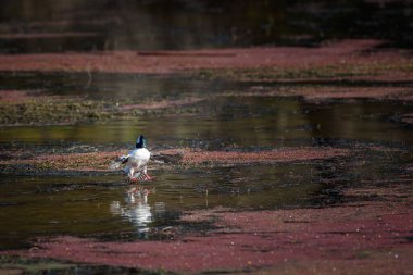 Ördek, gölün kirli yüzeyine tünemiş kırmızı çamurla kaplı.
