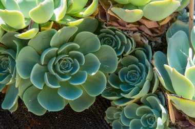 Büyük echeveria sulu yeşil bitki