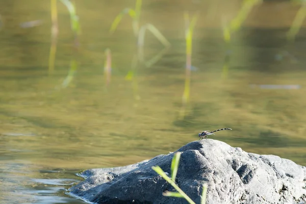 Small Dragonfly Sitting Rock Calm Water Lake Sunny Day — Stock Photo, Image