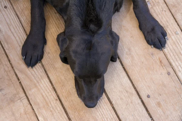 Ένας Μαύρος Λαμπραντόρ Σκύλος Που Κοιμάται Πόδια Απλώνονται — Φωτογραφία Αρχείου