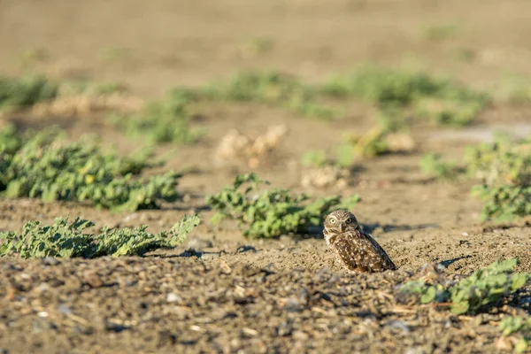 Leenende Uil Die Eroverheen Staat Lenen — Stockfoto