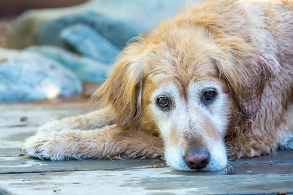 stock image A wet old golden retriever dog laying on deck.