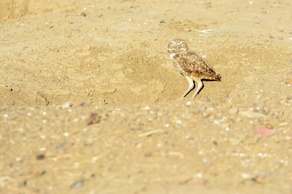 Borrowing Owl Standing Borrow — Stock Photo, Image