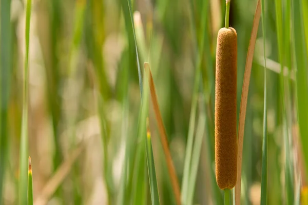 Close Cattail Reed Seed Pod — Stock fotografie