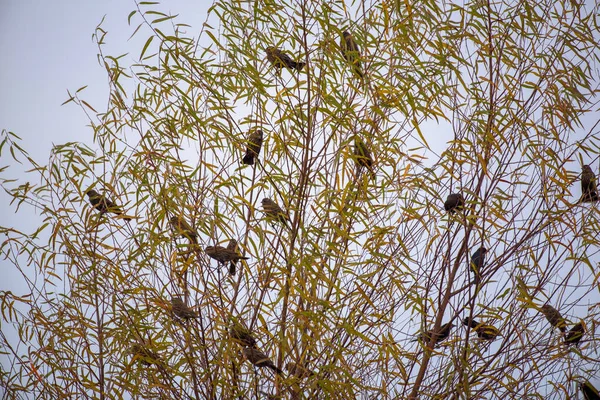 青い雲のない空を背景に 緑と黄色の葉を持つ木に群がる小さな鳥の群れ — ストック写真