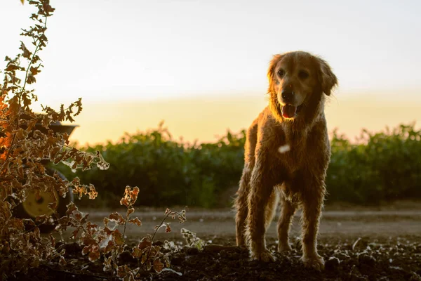 Golden Retriever Hond Zonsondergang Buiten — Stockfoto