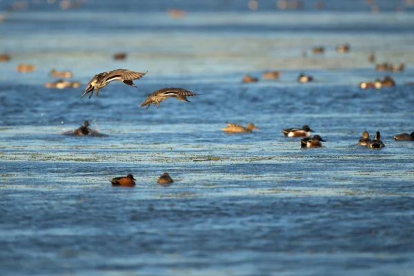 两只鸭子在蓝色的河上飞翔 许多鸟儿在水面上飞舞 — 图库照片
