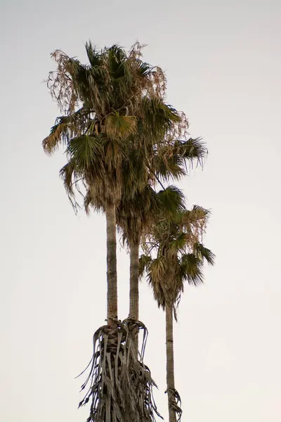 Boom Palmbomen Staan Alleen Lucht — Stockfoto