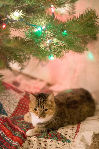 Kot Leżący Kocu Patchworkowym Pod Gałęzią Choinki Płonącymi Światełkami — Zdjęcie stockowe