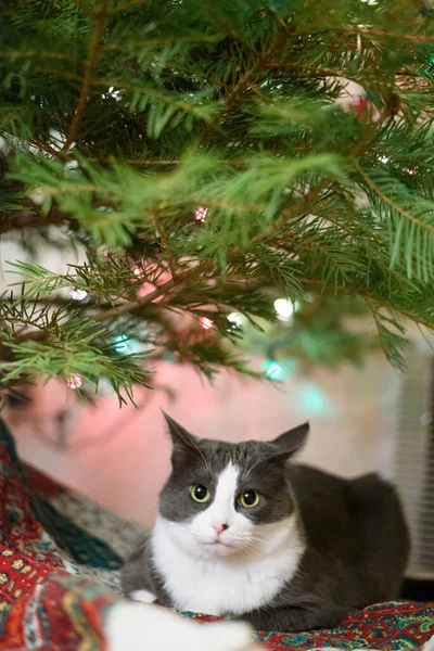 Katze Liegt Unter Grünem Weihnachtsbaum Mit Lichtern — Stockfoto