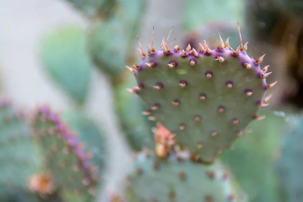 Prickly Pear Cactus Thorns Purple Green Hues — Stock Photo, Image