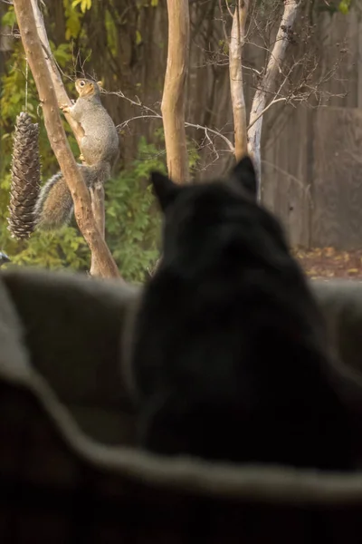 Kedi Pencereden Sincaba Bakıyor — Stok fotoğraf