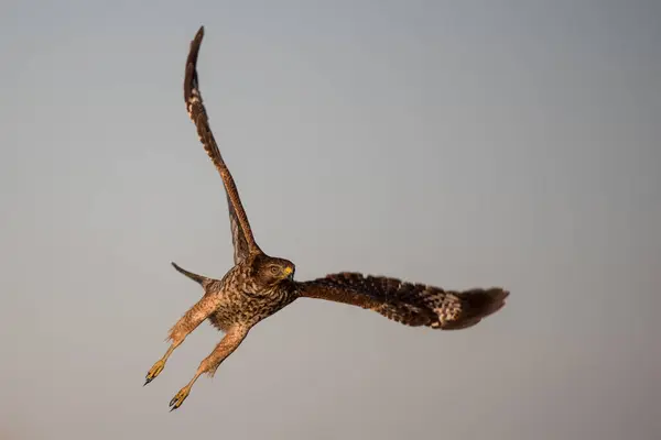 Swainson Hawk Volando — Foto de Stock