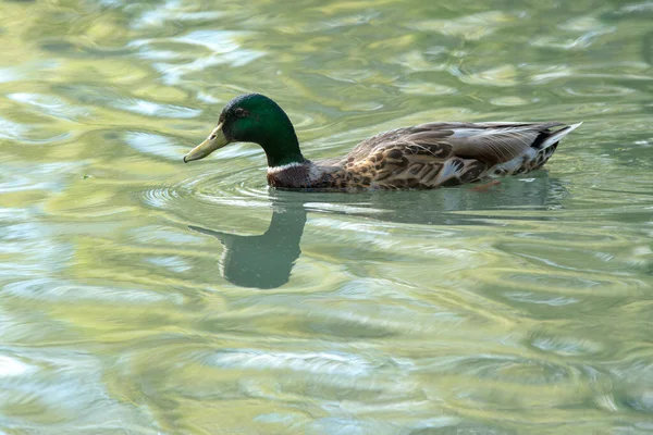 Mallard Macho Pato Drake Nadando Agua — Foto de Stock
