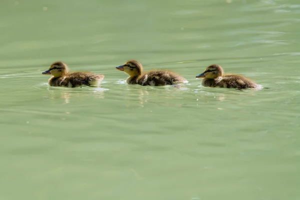 Три Маленькі Каченята Плавають Разом — стокове фото