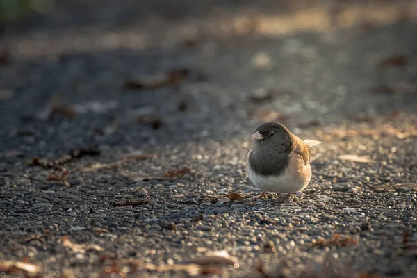 Pequena Canção Pássaro Pulando Torno Chão — Fotografia de Stock