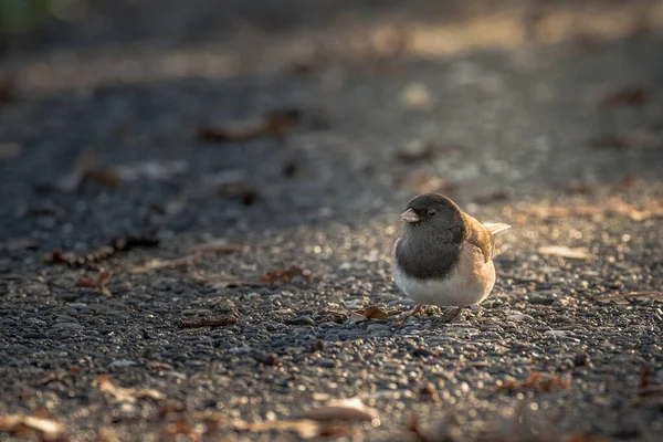 Pequeño Pájaro Cantor Saltando Por Suelo — Foto de Stock