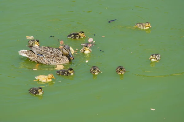 池の緑の水の中で泳ぐ愛らしい小さなアヒルがたくさんある灰色のアヒルの景色 — ストック写真