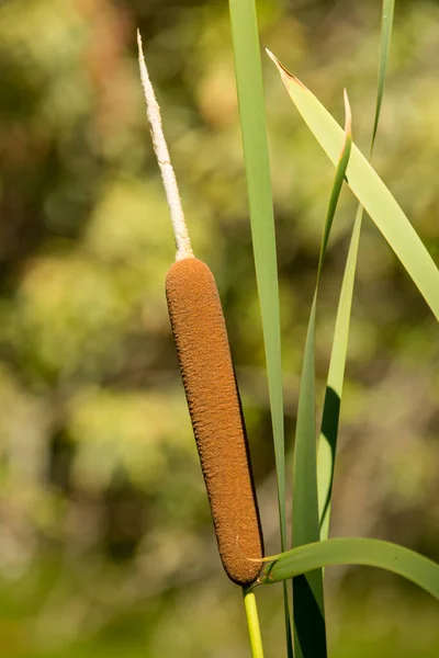 Cattail Тростниковый Стручок Семян Листья — стоковое фото
